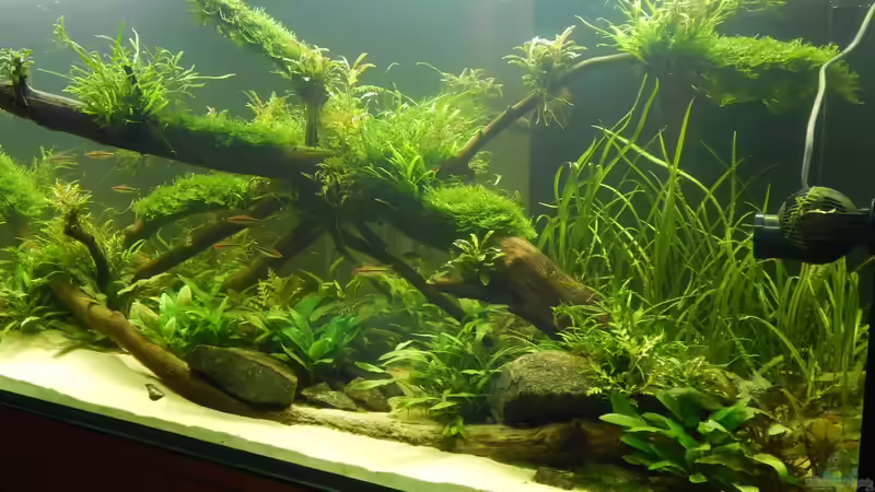 Aquarium Wohnzimmerteiler von Merotheq (16)