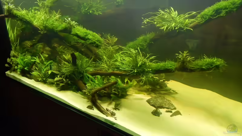 Aquarium Wohnzimmerteiler von Merotheq (17)