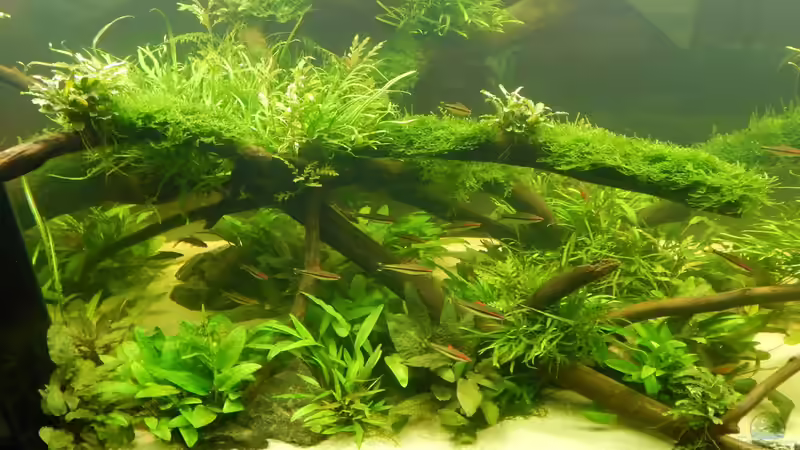 Aquarium Wohnzimmerteiler von Merotheq (18)