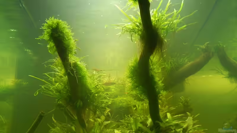 Aquarium Wohnzimmerteiler von Merotheq (20)