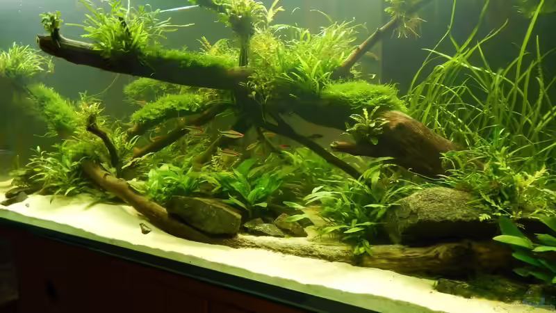 Aquarium Wohnzimmerteiler von Merotheq (21)