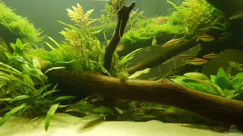 Aquarium Wohnzimmerteiler von Merotheq (22)