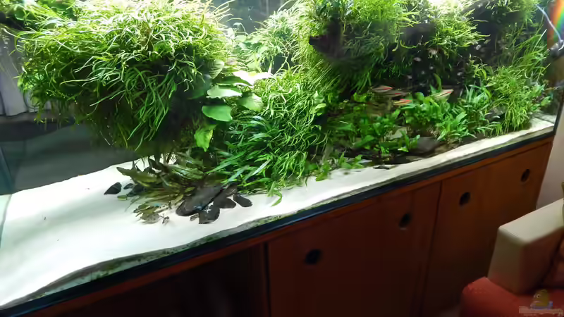 Aquarium Wohnzimmerteiler von Merotheq (30)