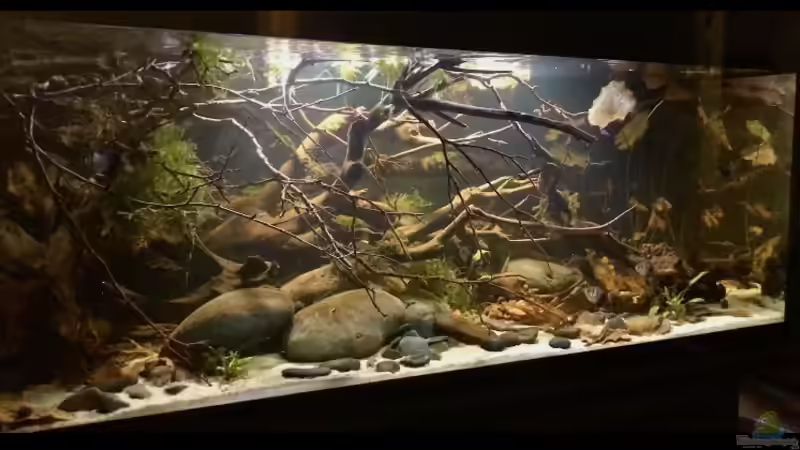Aquarium Wohnzimmertraum von NaMo (2)