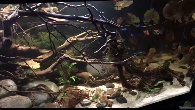 Aquarium Wohnzimmertraum von NaMo (3)