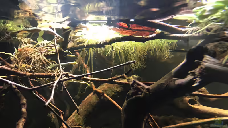 Aquarium Wohnzimmertraum von NaMo (6)