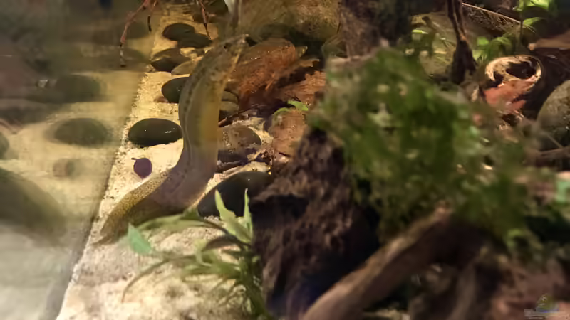 Aquarium Wohnzimmertraum von NaMo (7)