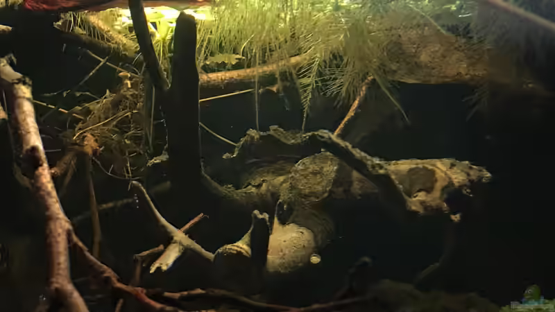 Aquarium Wohnzimmertraum von NaMo (9)