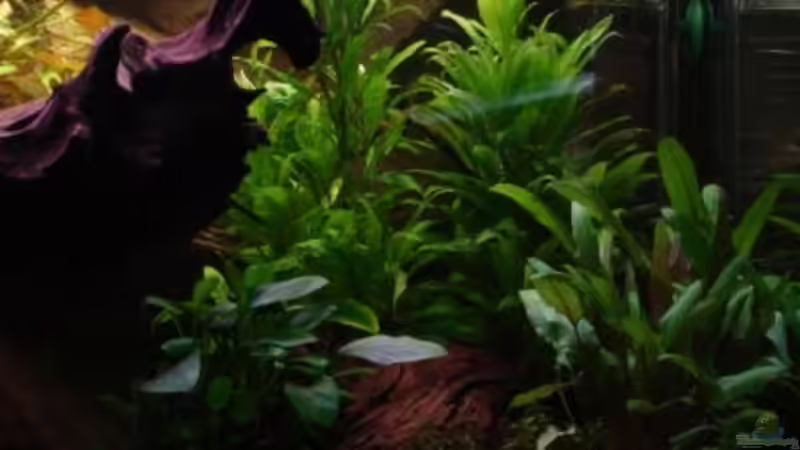 Aquarium Wood world (nur noch als Beispiel) von Michael Z. (2)