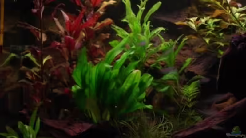 Aquarium Wood world (nur noch als Beispiel) von Michael Z. (4)