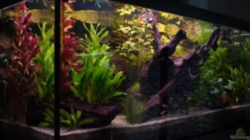 Aquarium Wood world (nur noch als Beispiel) von Michael Z. (5)