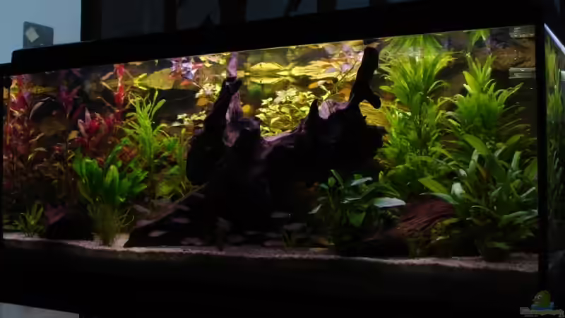 Aquarium Wood world (nur noch als Beispiel) von Michael Z. (6)