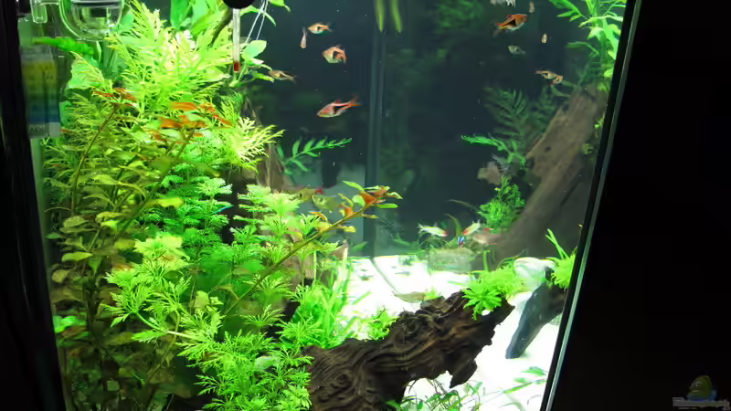 Aquarium WT 詠 ewiger Frühling von Sarah (10)