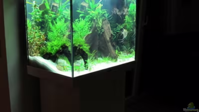 Aquarium WT 詠 ewiger Frühling von Sarah (12)