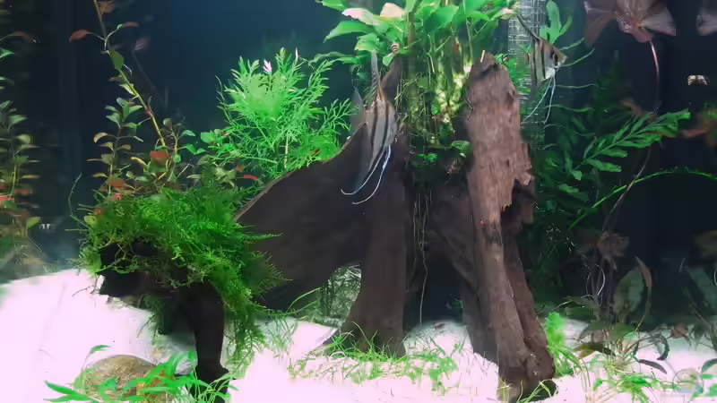 Aquarium WT 詠 ewiger Frühling von Sarah (14)