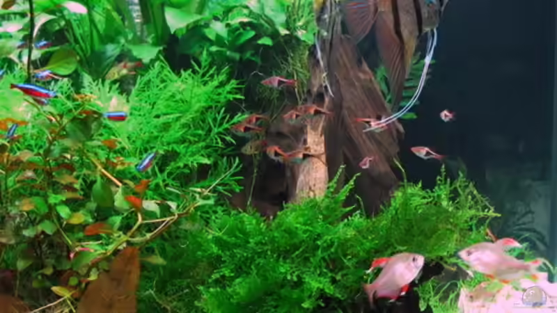 Aquarium WT 詠 ewiger Frühling von Sarah (16)