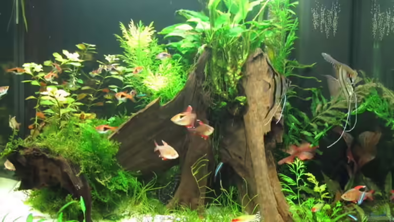 Aquarium WT 詠 ewiger Frühling von Sarah (18)