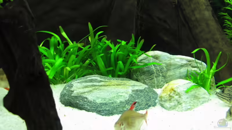 Aquarium WT 詠 ewiger Frühling von Sarah (19)