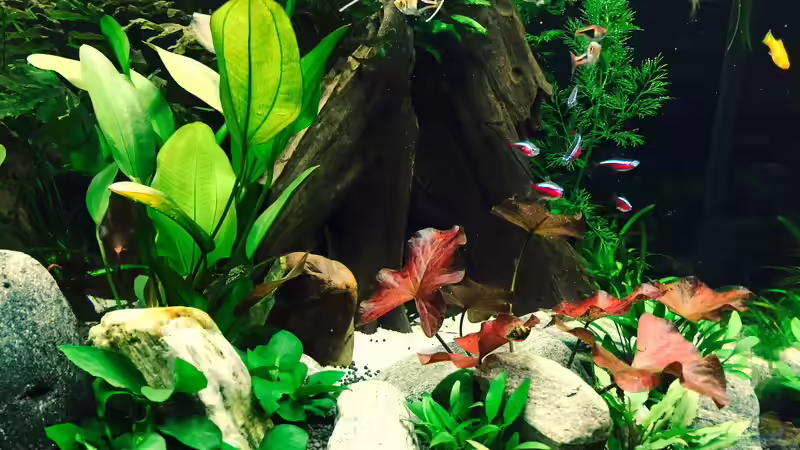 Aquarium WT 詠 ewiger Frühling von Sarah (2) (7)