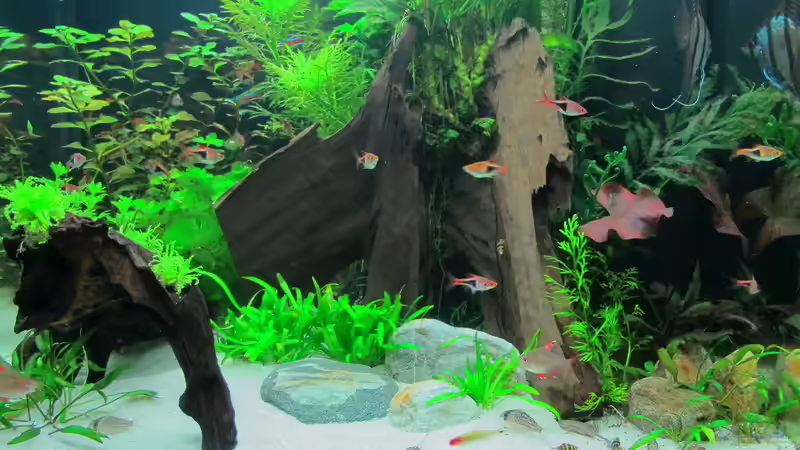 Aquarium WT 詠 ewiger Frühling von Sarah (20)