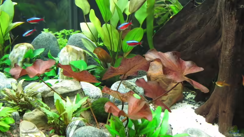 Aquarium WT 詠 ewiger Frühling von Sarah (3)