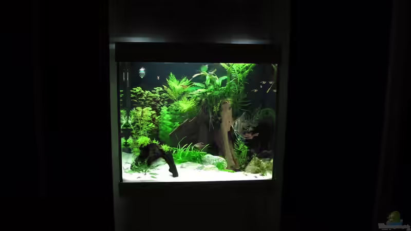 Aquarium WT 詠 ewiger Frühling von Sarah (8)