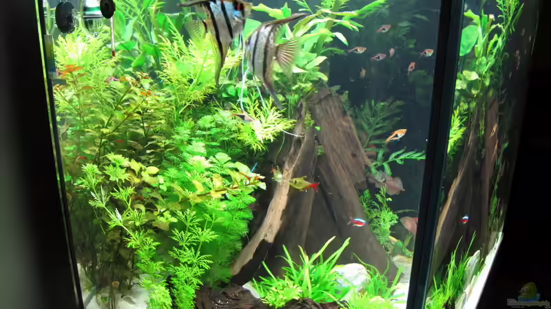 Aquarium WT 詠 ewiger Frühling von Sarah (9)