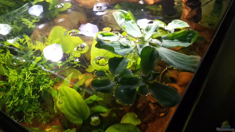 Aquarium Würfel 300 Liter von Daniel N (3)