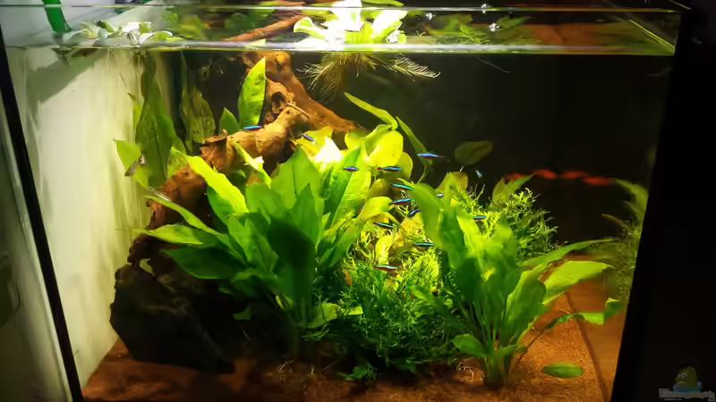 Aquarium Würfel 300 Liter von Daniel N (5)