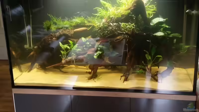 Aquarium Wurzel Versteck von PanzerwelsFan (6)