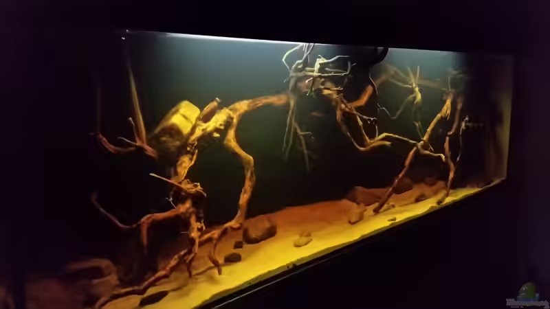 Aquarium Wurzelbiotop 2 (Nur noch als Beispiel) von Bernd N. (10)