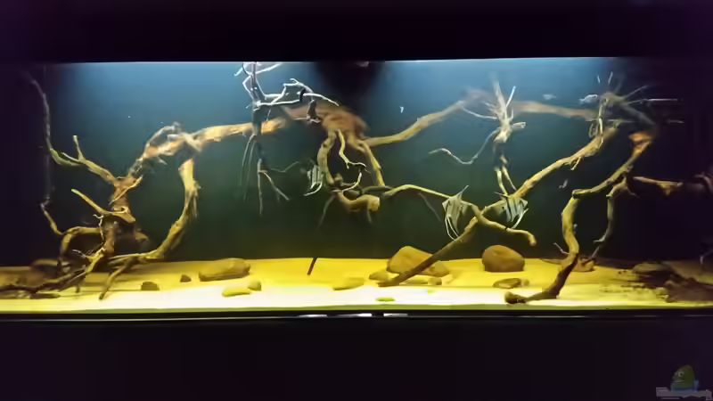 Aquarium Wurzelbiotop 2 (Nur noch als Beispiel) von Bernd N. (14)