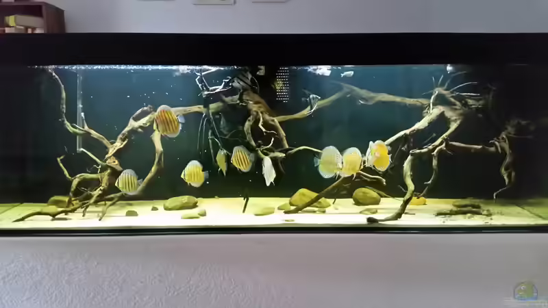 Aquarium Wurzelbiotop 2 (Nur noch als Beispiel) von Bernd N. (17)