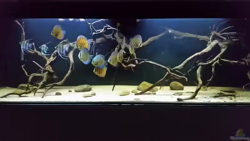 Aquarium Wurzelbiotop 2 (Nur noch als Beispiel) von Bernd N. (19)