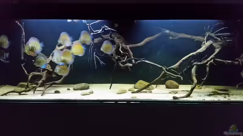 Aquarium Wurzelbiotop 2 (Nur noch als Beispiel) von Bernd N. (20)