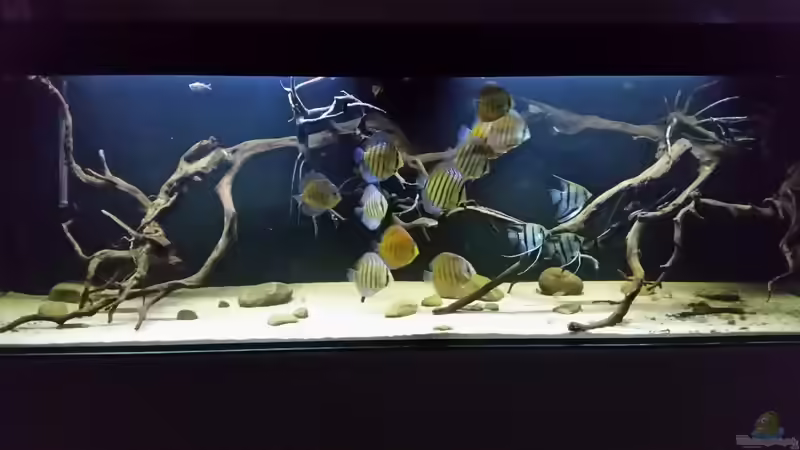 Aquarium Wurzelbiotop 2 (Nur noch als Beispiel) von Bernd N. (22)