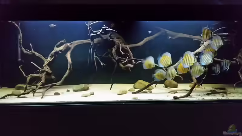 Aquarium Wurzelbiotop 2 (Nur noch als Beispiel) von Bernd N. (23)