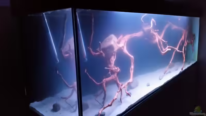 Aquarium Wurzelbiotop 2 (Nur noch als Beispiel) von Bernd N. (6)