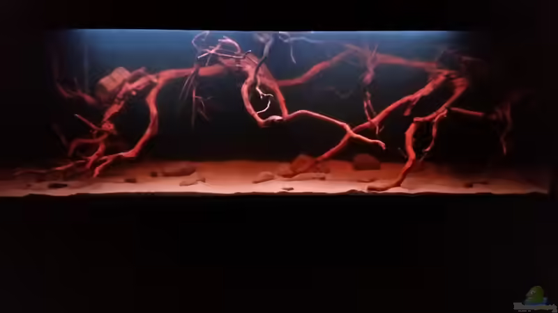 Aquarium Wurzelbiotop 2 (Nur noch als Beispiel) von Bernd N. (8)