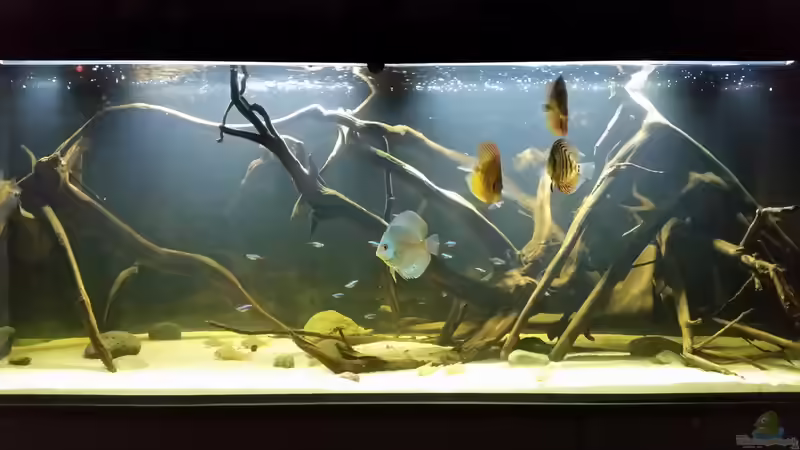 Aquarium Wurzelbiotop von Bernd N. (12)
