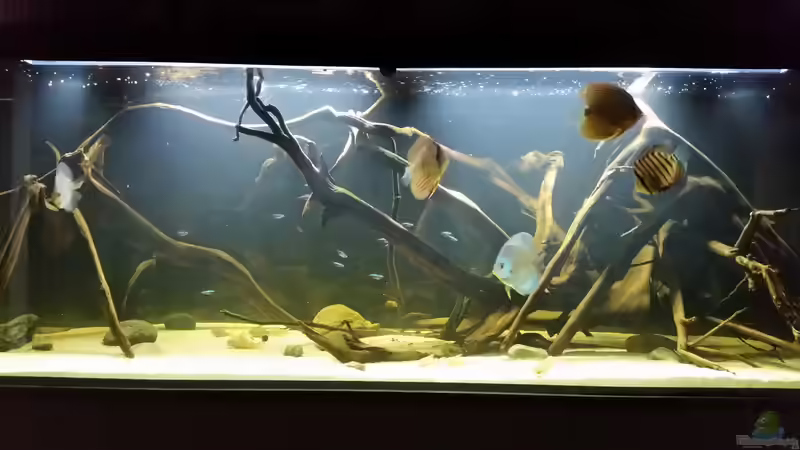 Aquarium Wurzelbiotop von Bernd N. (14)