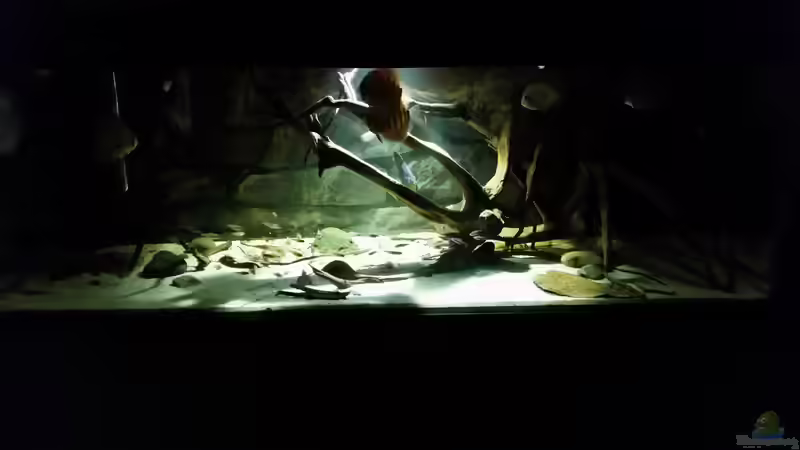 Aquarium Wurzelbiotop von Bernd N. (15)