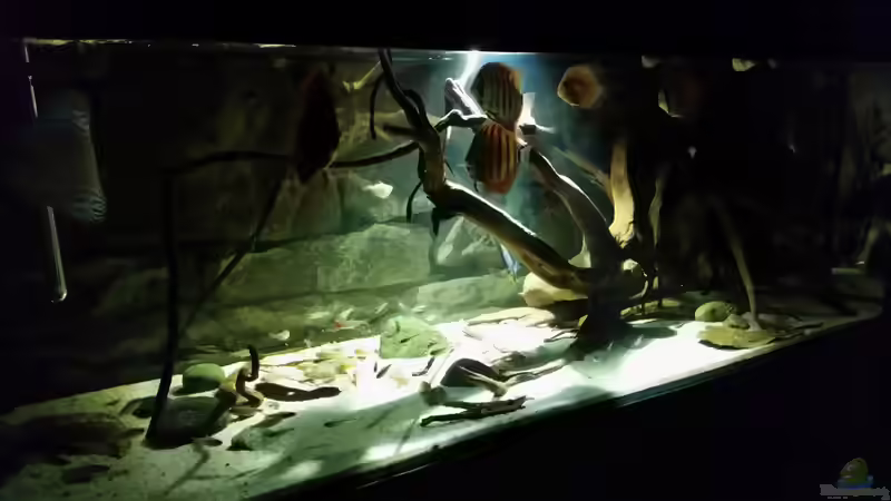 Aquarium Wurzelbiotop von Bernd N. (16)