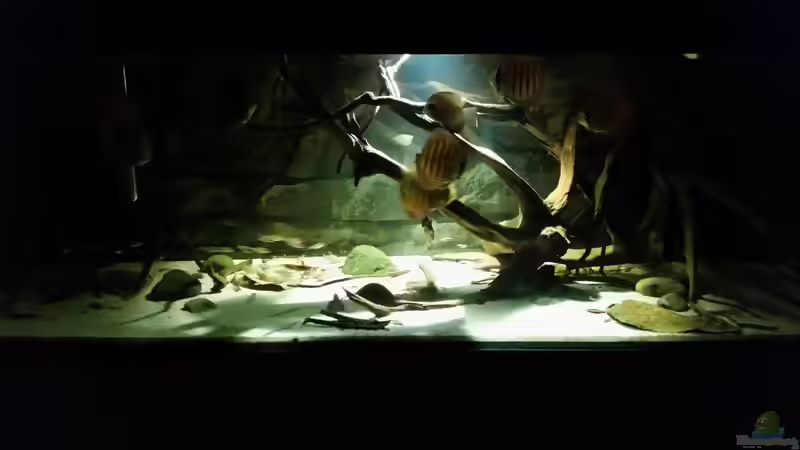 Aquarium Wurzelbiotop von Bernd N. (18)