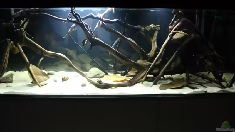 Aquarium Wurzelbiotop von Bernd N. (2)