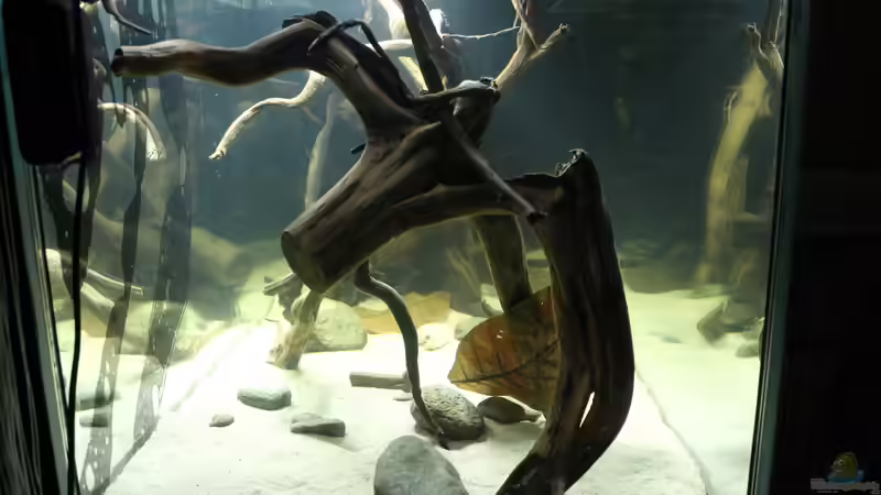 Aquarium Wurzelbiotop von Bernd N. (5)