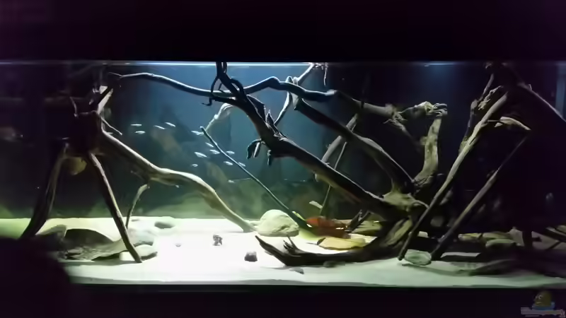 Aquarium Wurzelbiotop von Bernd N. (9)