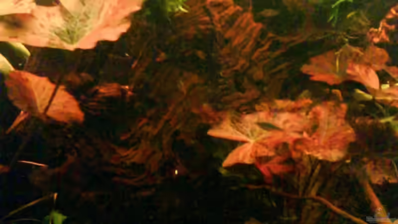 Aquarium Wurzelimperium-nur noch als beispiel von LaEy (3)