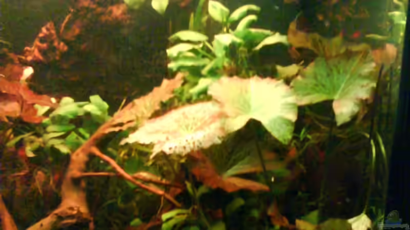 Aquarium Wurzelimperium-nur noch als beispiel von LaEy (4)