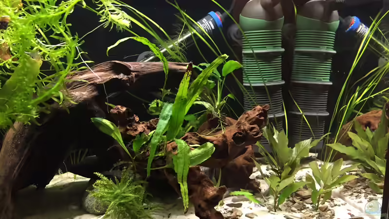 Aquarium Wuselbecken "Asiastyle" -aufgelöst- von Fäbi_CH (10)